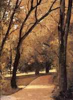 Yerres, Path Through the Old Growth Woods in the Park