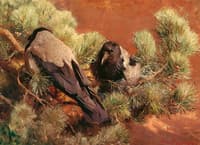 Hooded Crows