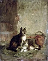 Cats