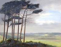 Old Fir Trees