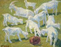 Goats in the Sunshine