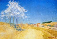 Almond Trees in Flower