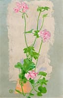 Geranium