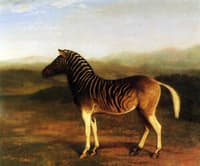 A Male Quagga from Africa