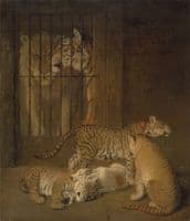 Group of Whelps Bred between a Lion and a Tigress