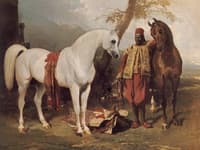 The Mounts of Abd el Kader