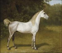 An Arab stallion in a landscape