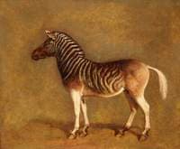 Quagga