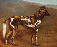 Cape Hunting Dog