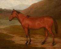 Foal of Mare and Quagga