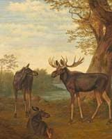 Moose