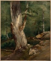 Old Beech Tree