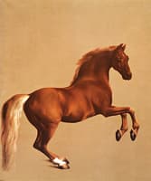 Whistlejacket