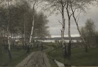 Birchwood after Rain