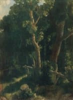 In the Forest