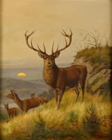 Deer