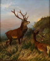 Deer Herd