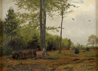 Forest clearing with deer