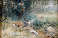 The Stag
