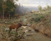 Herd of red deer in a forest clearing