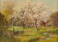 Apple Blossoms