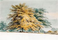A Beech Copse near Haystacks