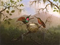 Two Hummingbirds at a Nest