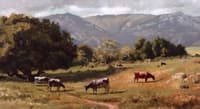 Cows Grazing