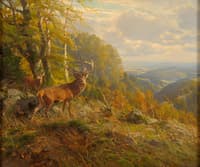 Deer