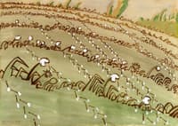 Dandelion Field