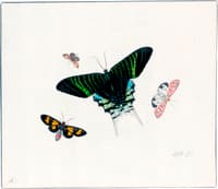 Four Butterflies