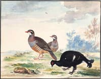 A Black Grouse and a Pair of Red-Legged Patridge
