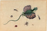 A Flying Dragon and Various Insects