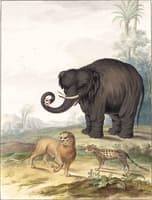 An Asian Elephant, a Lion and a Civet Cat in a Landscape