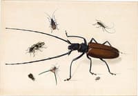Seven Exotic Beetles