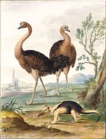 Two Ostriches and an Ant-Eater in a Landscape