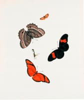 Three Butterflies, a Moth and a Wasp