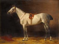 Horse in the Stable