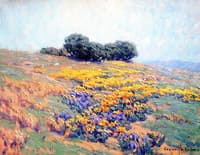 California Poppies