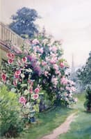 Hollyhocks