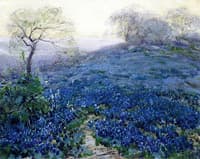 Bluebonnets