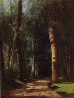 In the Woods