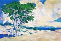 Monterey Cypress