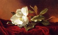 A Magnolia on Red Velvet