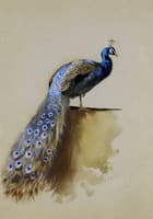 A Peacock