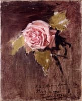 A Rose