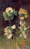 Carnations