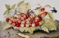 Still Life with Cherries