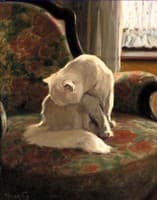 Cat Washing Its Coat