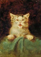 The Cat